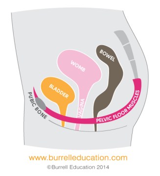 PelvicFloor_Burrell_V2